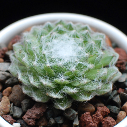 蛛丝卷娟 多肉植物