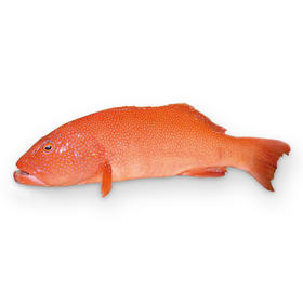 鲜活东星斑 / 一条(约750g)