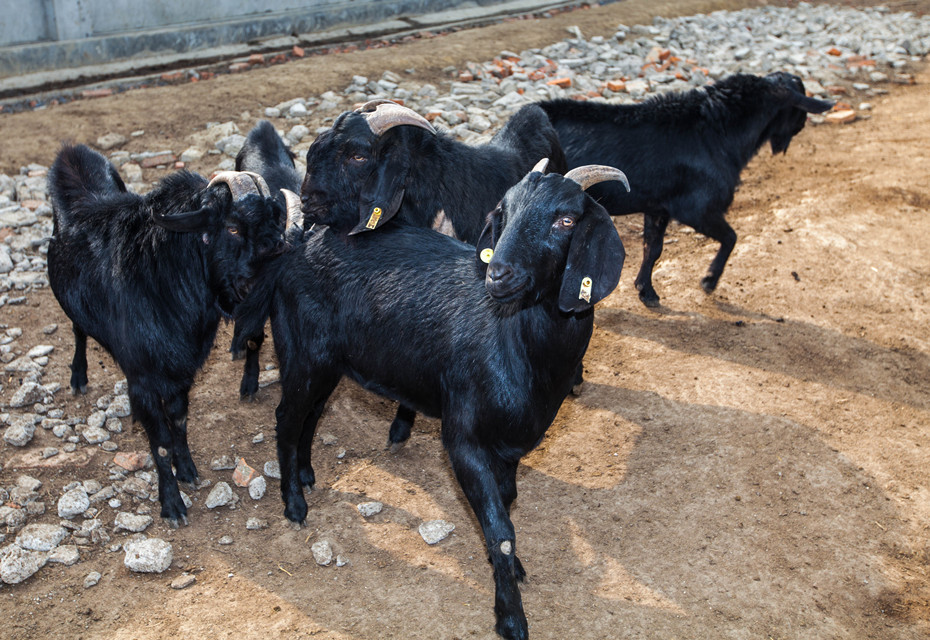马岭原生态黑山羊肉500g