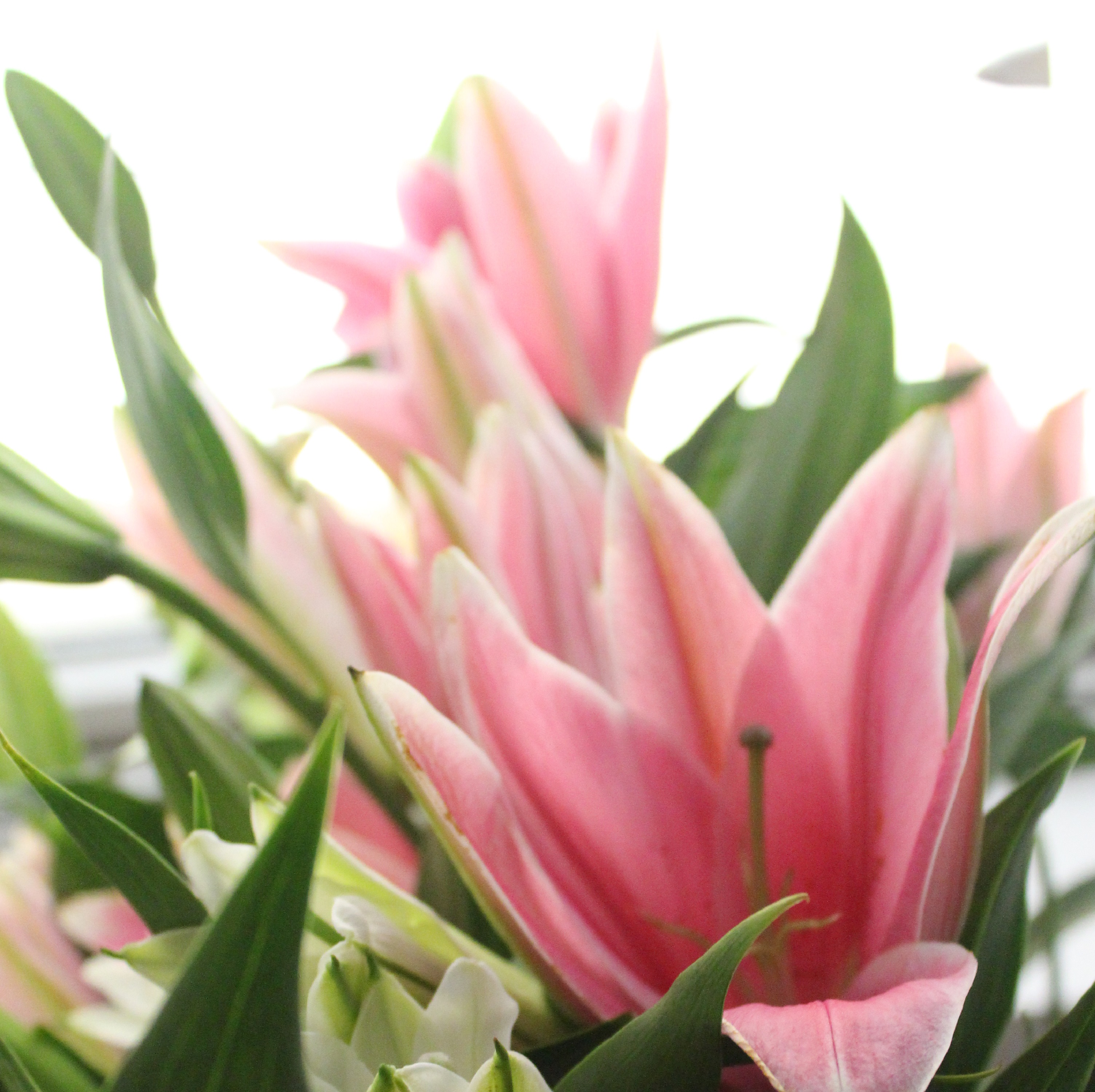 顺丰包邮基地多头香水百合批发白百合粉百合