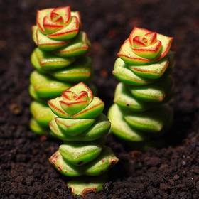 多肉植物组合(尼罗河玫瑰,钱串,黄丽,马库斯)
