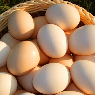 林下散养 绿色生态 褐壳鸡蛋 营养保健 3斤只需55元 包邮