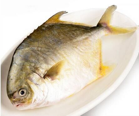 971 黄鲳鱼 约500克/条 冰鲜鱼