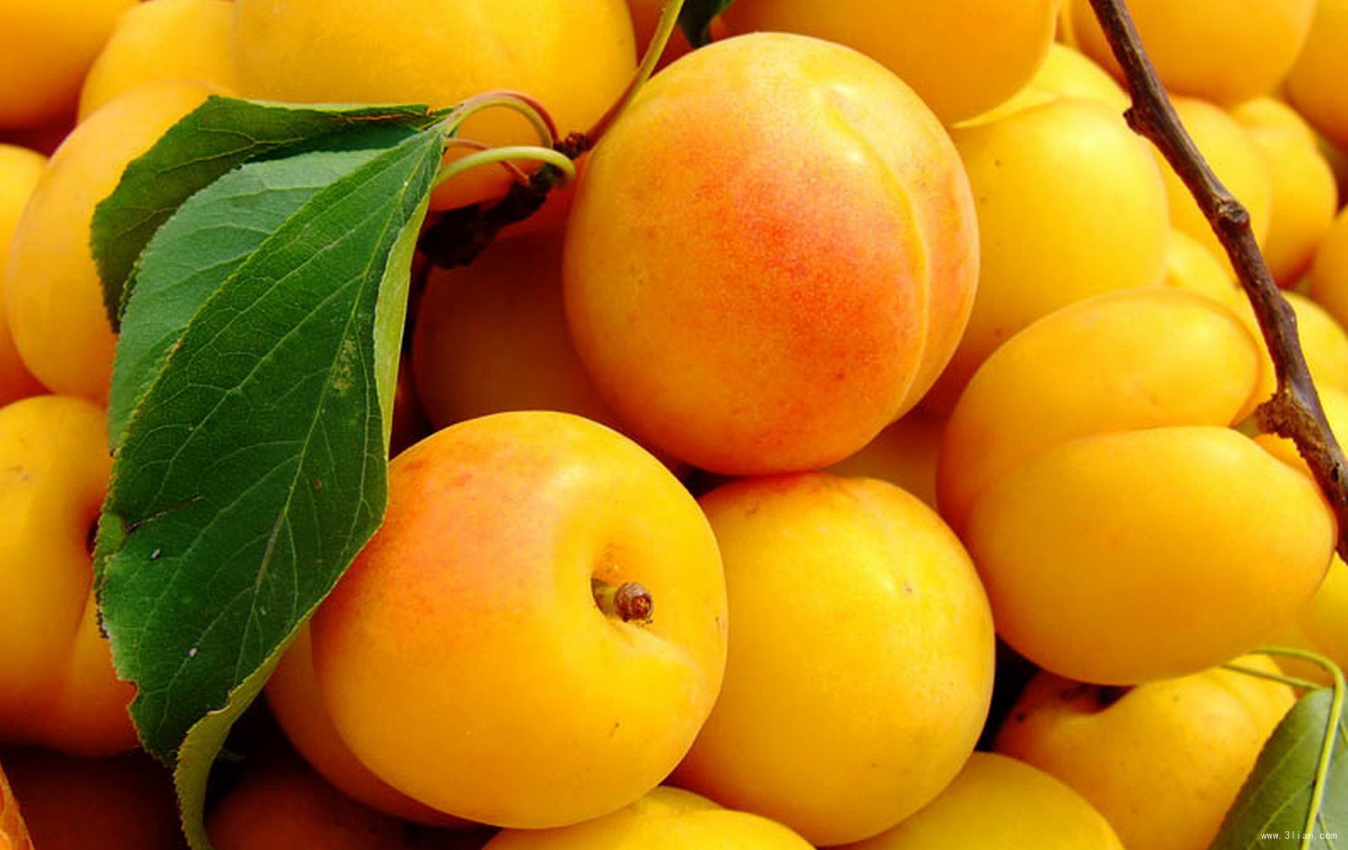 【生津止渴】杏子500g