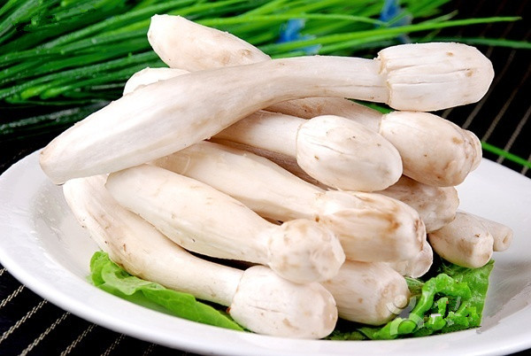鸡腿菇