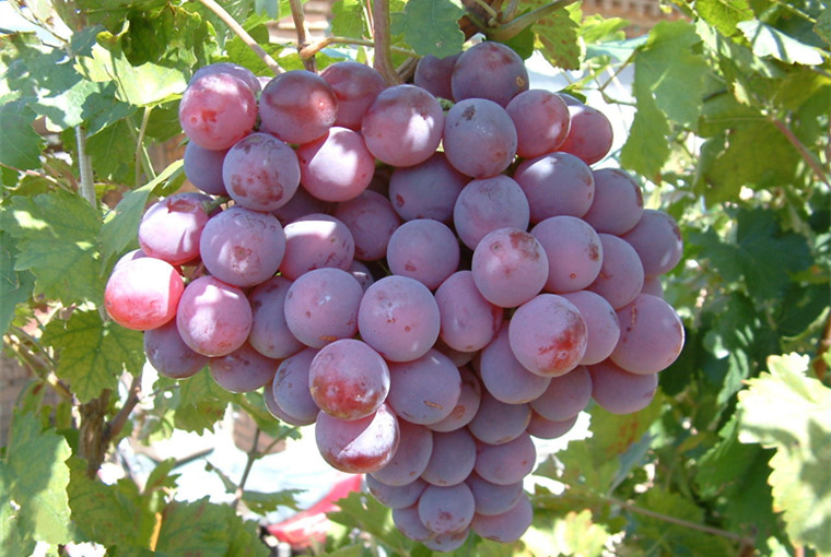 红提葡萄美国进口红提品种产地直销水果礼泉红提葡萄自提不发快递