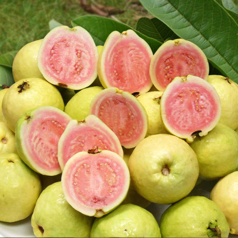 台湾珍珠芭乐孕妇新鲜水果红心巴乐番石榴珍珠