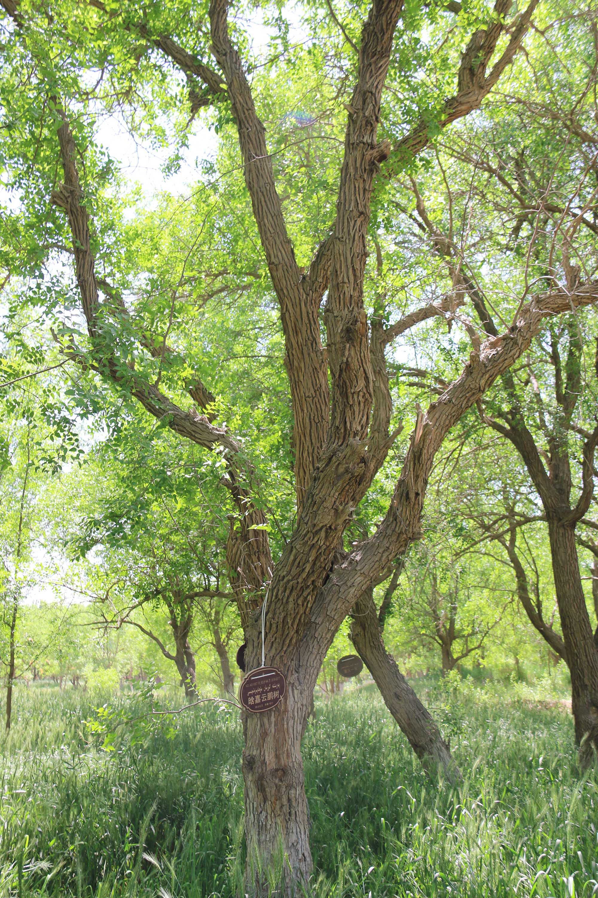 枣树林地点:新疆喀什地区疏附县阿瓦提乡卡鲁克村