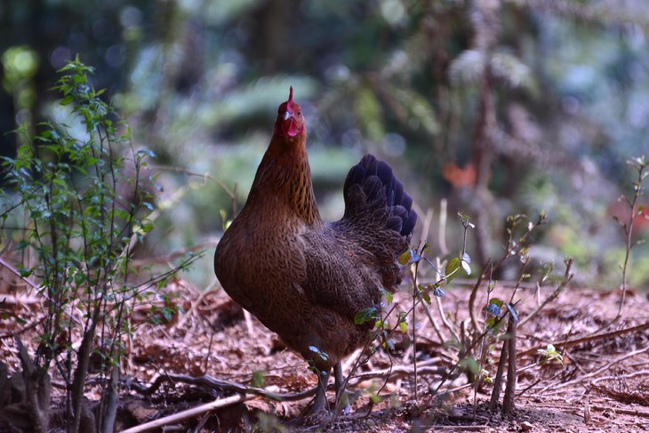 产地  江西弋阳 规格  1份30枚 包装  适合快递运输包装,礼盒装 储藏
