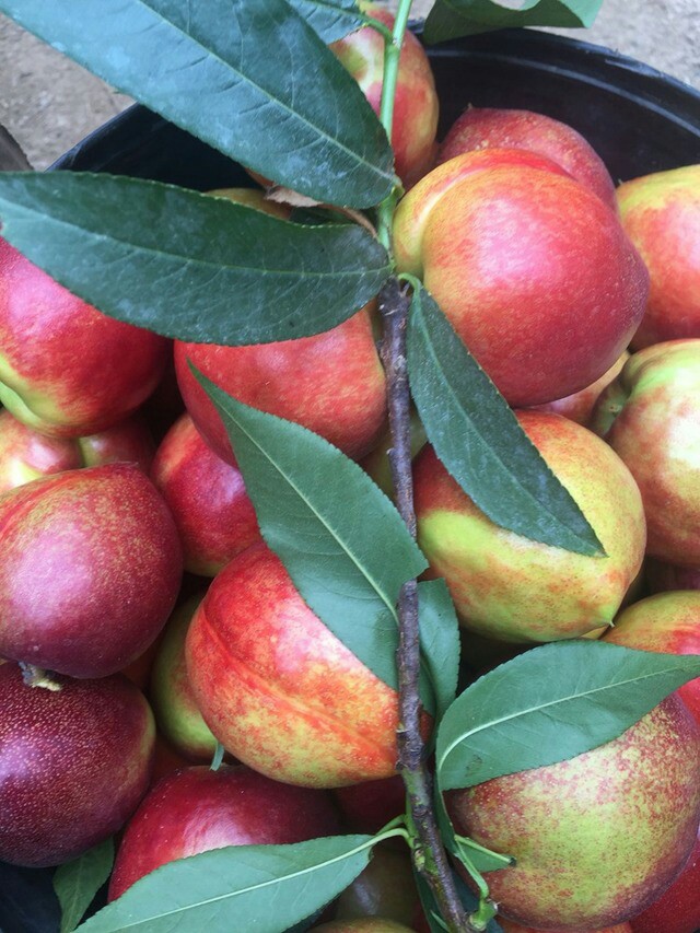 曙光油桃〕正宗湖北随州油桃5斤(现摘)新鲜水果包邮