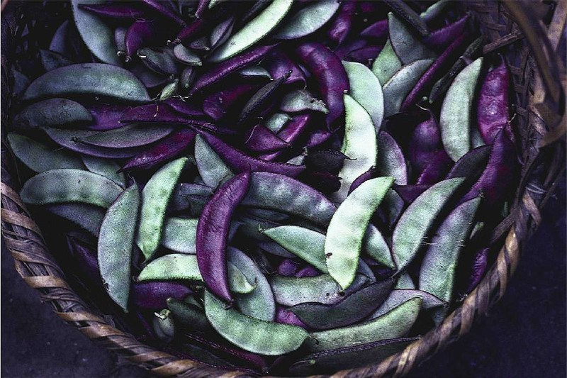 紫豆角 [鲜嫩 / 斤]