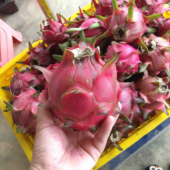 广东阳江红心火龙果,台湾引进第三代 玫瑰香 露