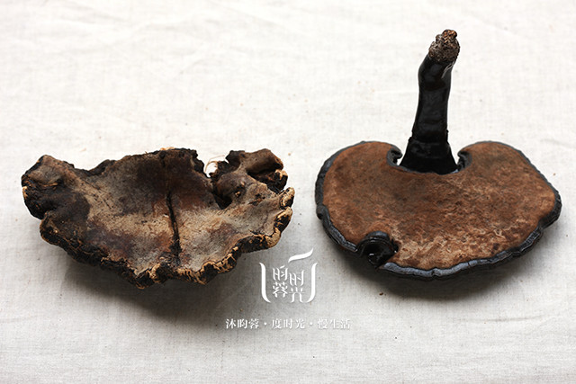 昀蓉时光野生薄树灵芝(左)与人工培植的灵芝(右)背面对比