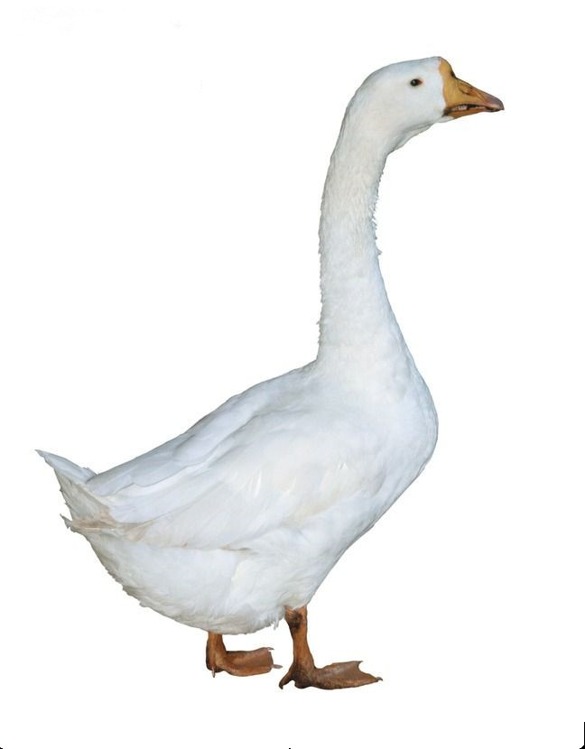 鹅(请提前三小时下单)(3000g)