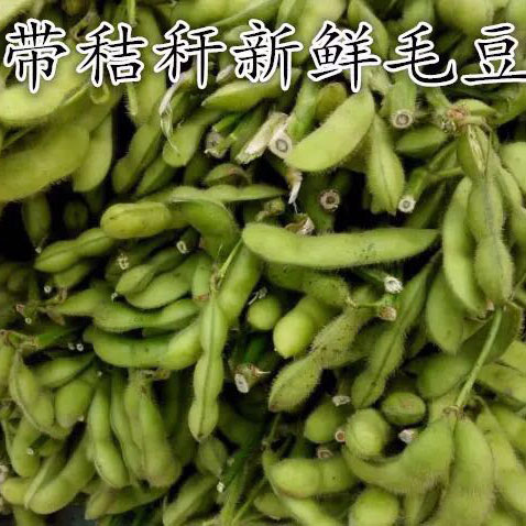 新鲜毛豆荚-黄豆荚