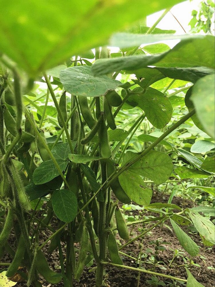 新鲜毛豆荚-黄豆荚