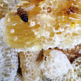 【郭氏养蜂场特供】鼻炎咽喉炎克星 嚼着吃的野生土蜂巢 吃了就见效