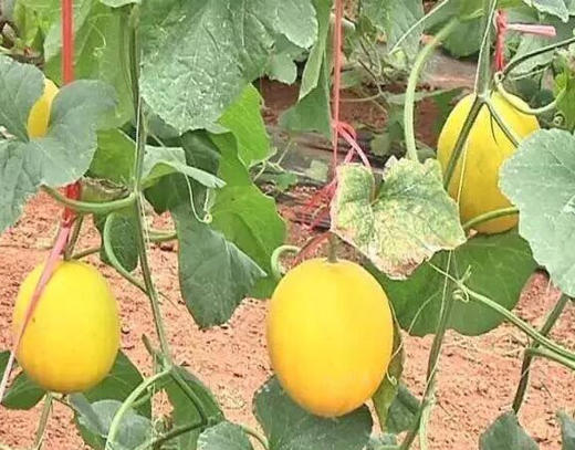 新鲜脆甜皮薄—“桂蜜-12”甜瓜（一箱2只，单果3斤左右）御唐府螺岗岭生态农庄绿色种植 一株挂一果 商品图1