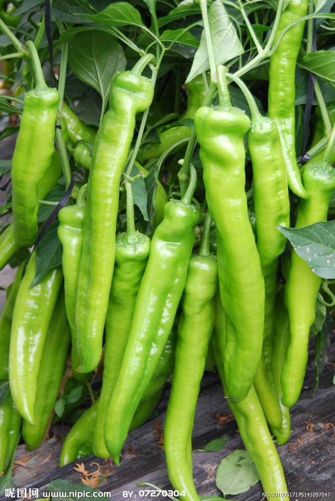 绿城精品大尖椒