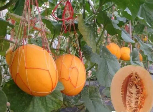 新鲜脆甜皮薄—“桂蜜-12”甜瓜（一箱2只，单果3斤左右）御唐府螺岗岭生态农庄绿色种植 一株挂一果 商品图2