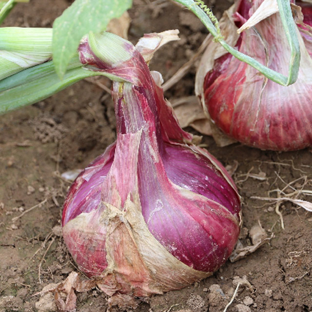 山区农家种植紫皮葱头 洋葱 不那么辣 有点甜 新鲜蔬菜 700g