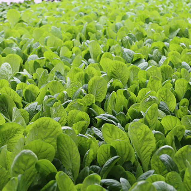 新鲜小白菜!不用化肥 叶柄肥厚 自然生长300g