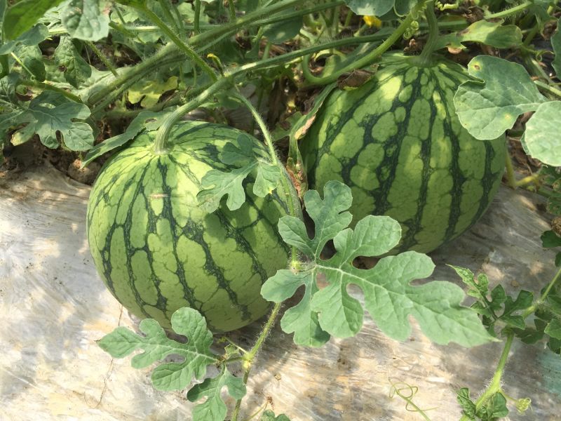 9:00-16:00 活动地点:江宁横溪 活动介绍:  9:00    从南京出发;在