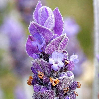 超级醒目薰衣草精油 法国农场 进口有机