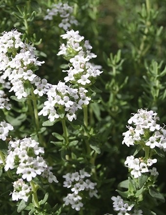 沉香醇百里香纯露 法国普罗旺斯农场 进口有机