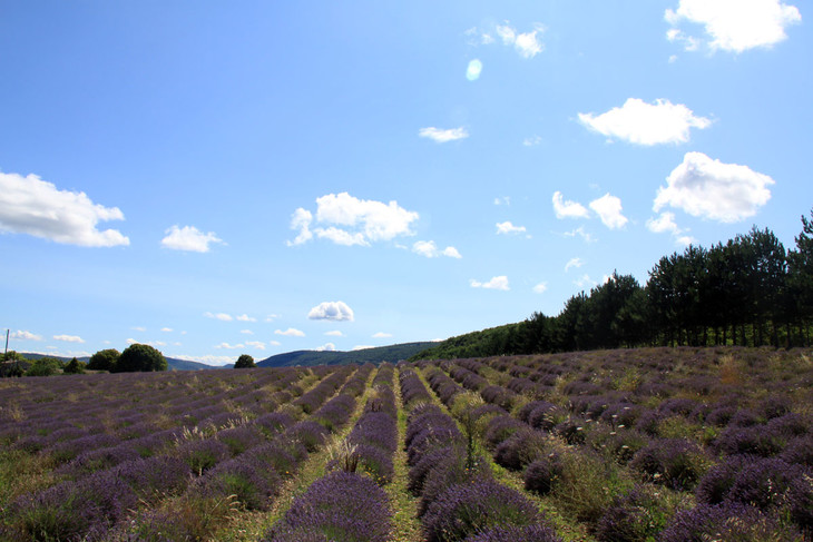 lavandula hybrida super 精油產地 法國普羅旺斯aroma植物農場 種植