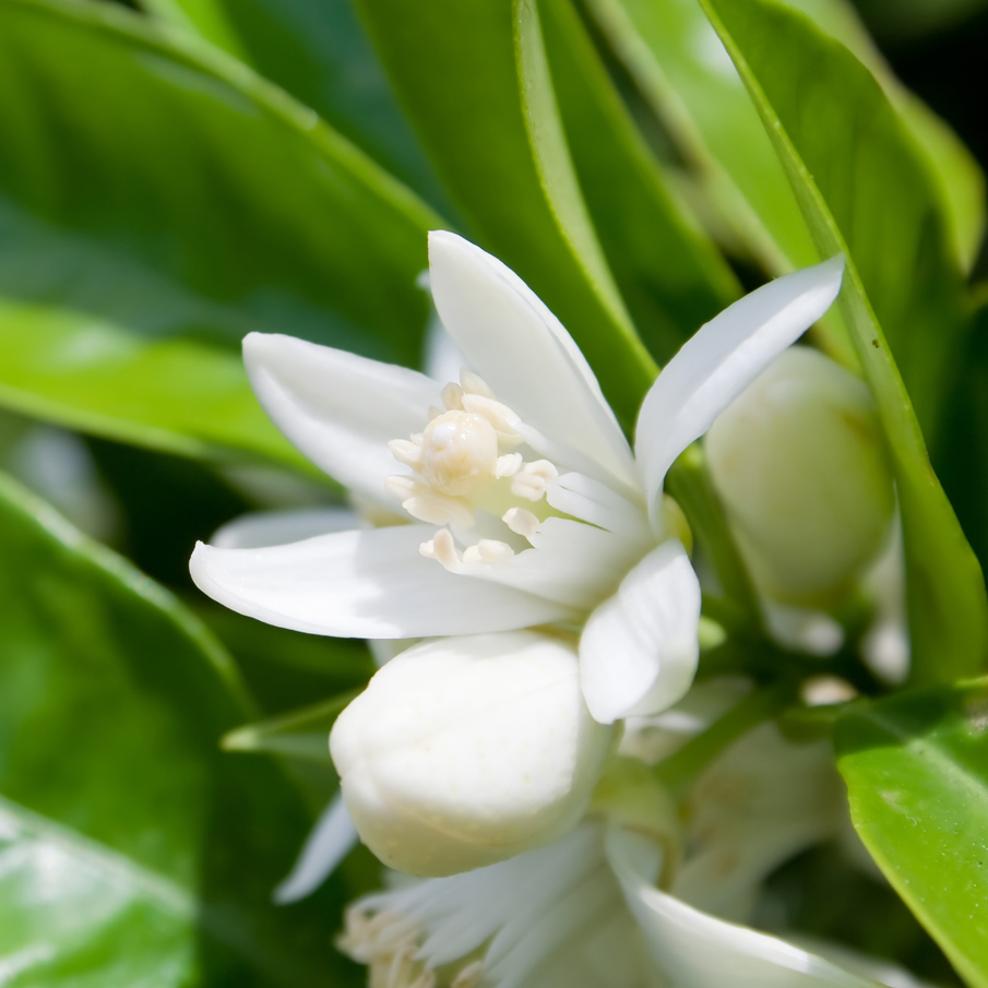 橙花纯露 - 香气优雅好喝 美白去黄提亮 收敛油性肤质 修复脆弱敏感