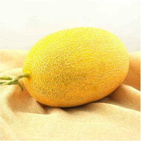 新疆哈密原产哈密瓜(金蜜)(预售中)