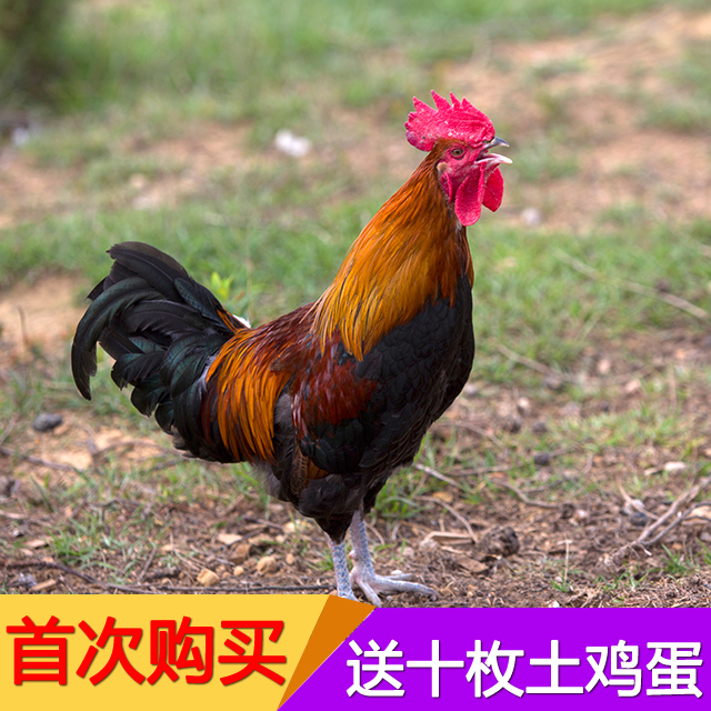 360天以上泸西原生态散养土鸡公鸡【首次购买