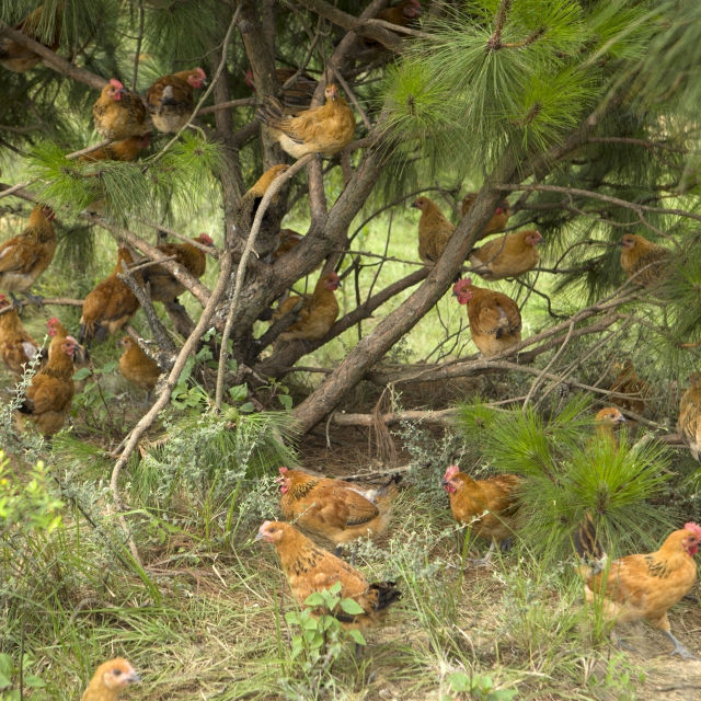 360天以上泸西原生态散养土鸡公鸡【首次购买