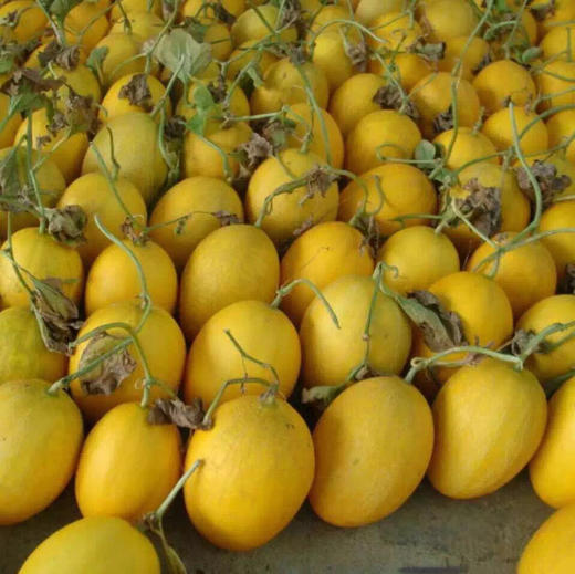 新鲜脆甜皮薄—“桂蜜-12”甜瓜（一箱2只，单果3斤左右）御唐府螺岗岭生态农庄绿色种植 一株挂一果 商品图3