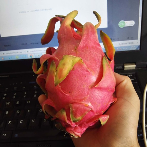 红太阳红心火龙果,单果350g,叶子微黄,今天刚到