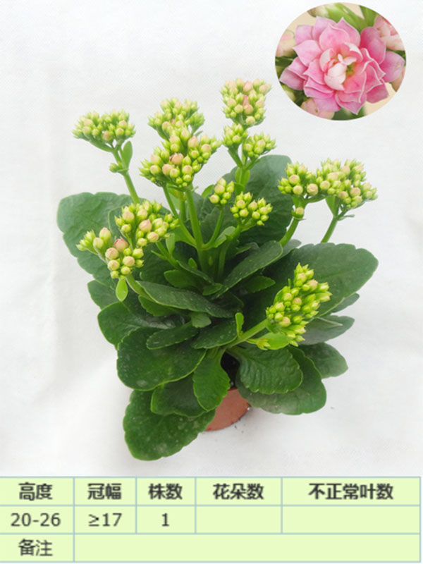 依恋长寿花
