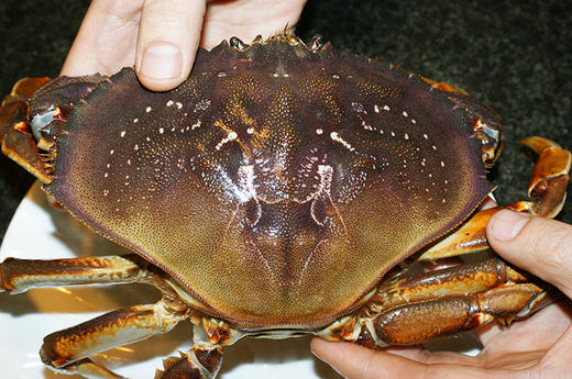 【珍宝蟹】 商品图9