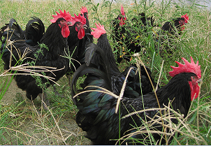 乌骨鸡(公)6个月龄以上