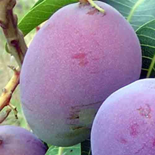 田到餐攀枝花吉禄芒果现摘新鲜水果散装批发5斤装包邮一件代货