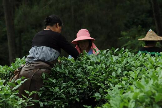 戏球2016私人定制 （一线天肉桂 120g 花果香/花香） 商品图2