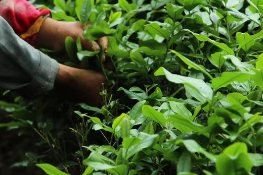 戏球2016私人定制 （一线天水金龟 120g 花香/花果香） 商品图2