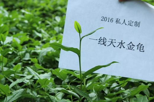 戏球2016私人定制 （一线天水金龟 120g 花香/花果香） 商品图0