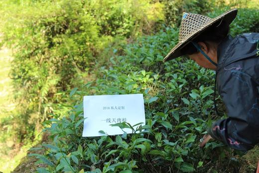 戏球2016私人定制 （一线天肉桂 120g 花果香/花香） 商品图0