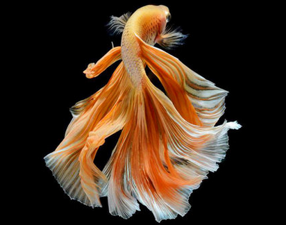 热带鱼观赏鱼 泰国斗鱼马尾 活体宠物饲料鱼