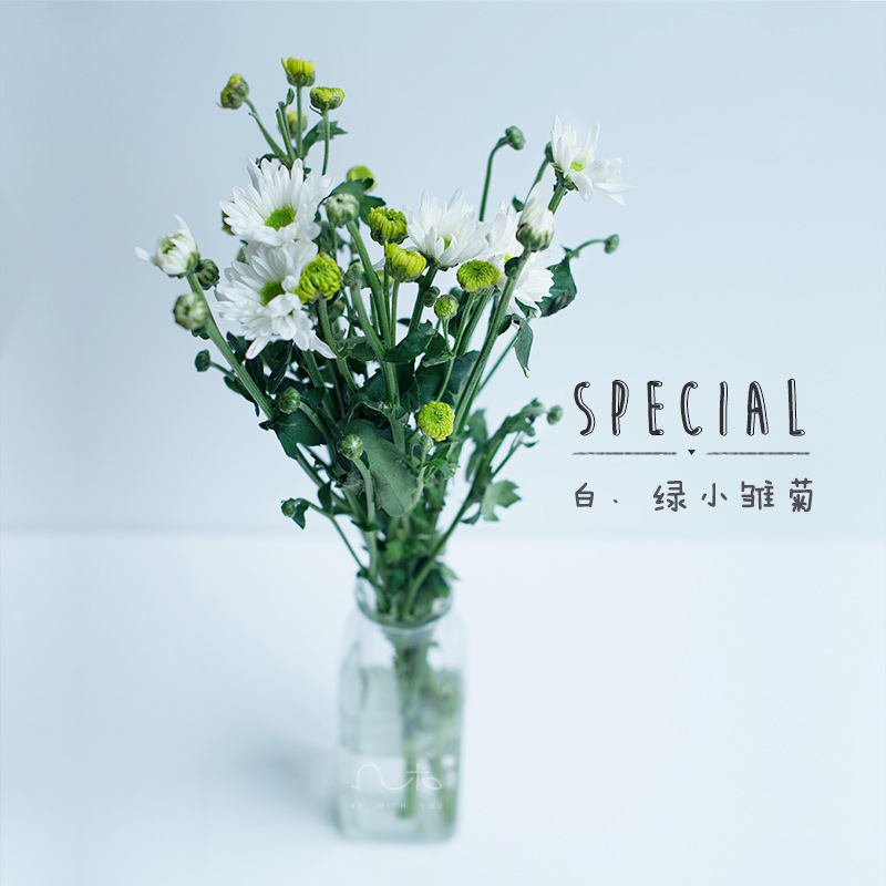 「小站系列」白绿小雏菊(1时达)