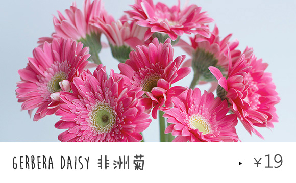 「小站系列」太阳花 gerbera daisy(南瓜车造型 百米香榭店 1时达)