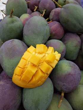 四川攀枝花 吉禄芒果 5斤装 8斤装