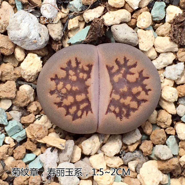 菊纹章,寿丽玉系,1.5~2厘米- 呜莎花园