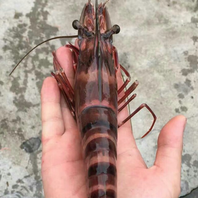 精选好物商城：开启品质生活新篇章